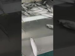 High Protein 120g Scomber Japonicus Fresh Frozen Mackerel